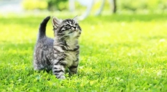 Amae-kun kittens (снимка): как да се повиши и грижа
